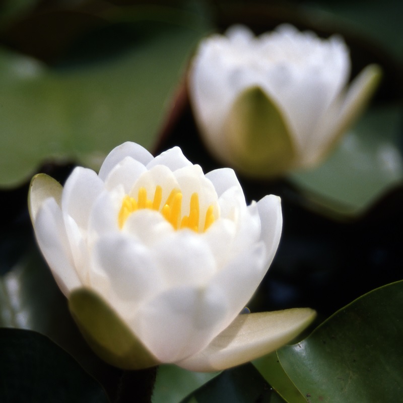 Hardy Water Lily, Waterlily White Cup