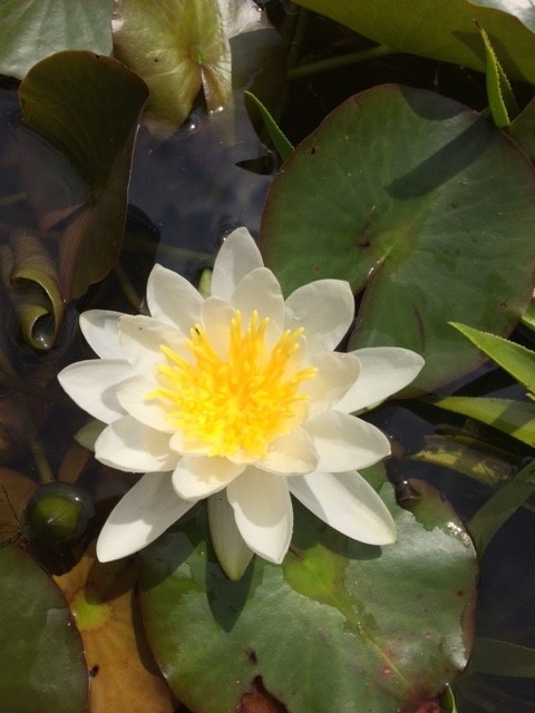 Hardy Water Lily, Waterlily White Dwarf