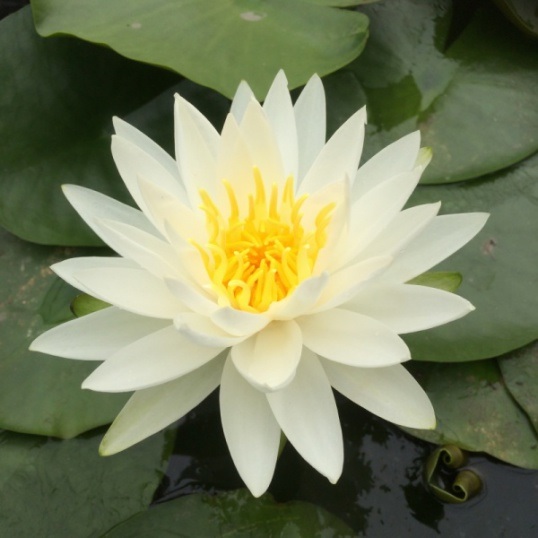 Hardy Water Lily, Waterlily White Star