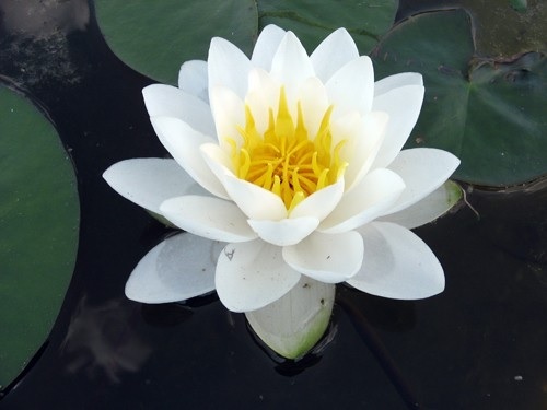Hardy Water Lily, Waterlily White Sultan