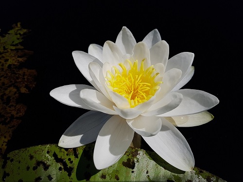 Hardy Water Lily, Waterlily William Doogue