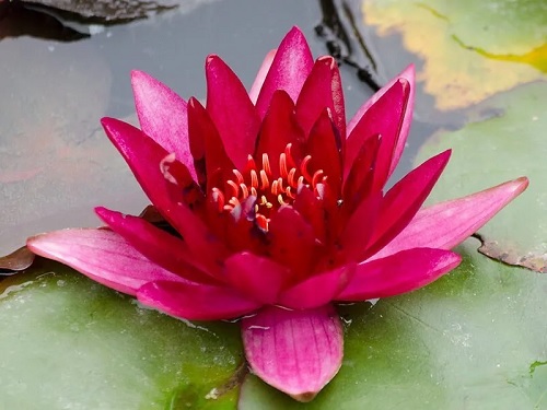 Hardy Water Lily, Waterlily William Falconer