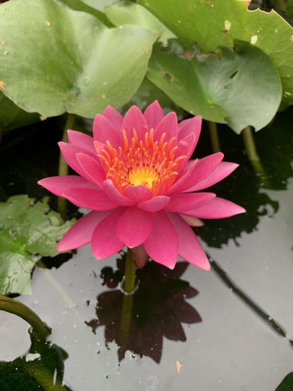 Hardy Water Lily, Waterlily Wow