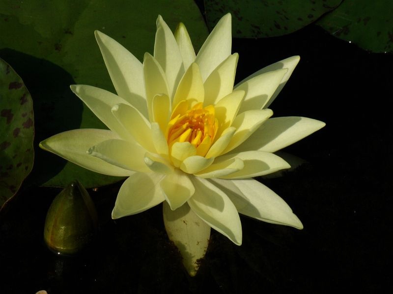Hardy Water Lily, Waterlily Yellow Princess
