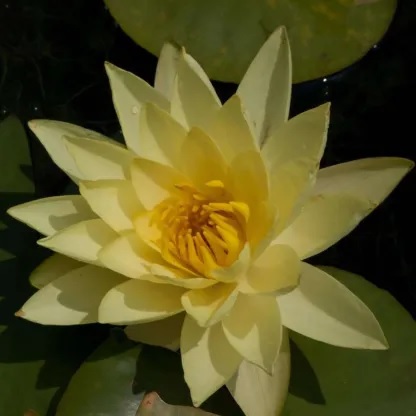 Hardy Water Lily, Waterlily Yellow Sensation