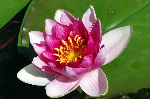 Hardy Water Lily, Waterlily Ziyu