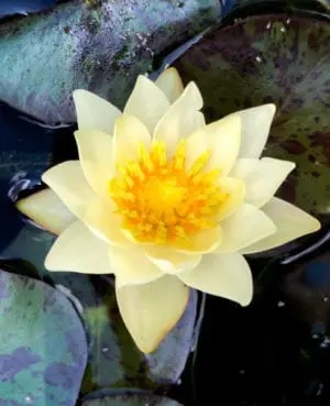 Tropical Day-Blooming Water Lily, Waterlily Afterglow Yellow