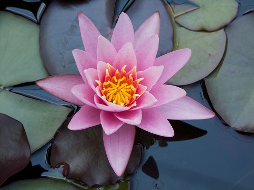 Tropical Day-Blooming Water Lily, Waterlily Amabilis