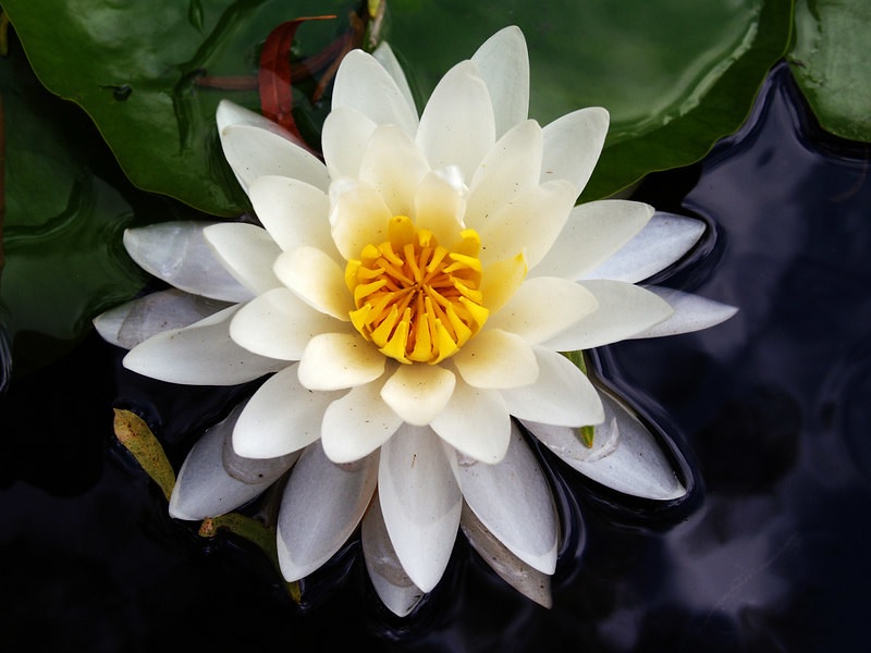 Tropical Day-Blooming Water Lily, Waterlily Ambrosia