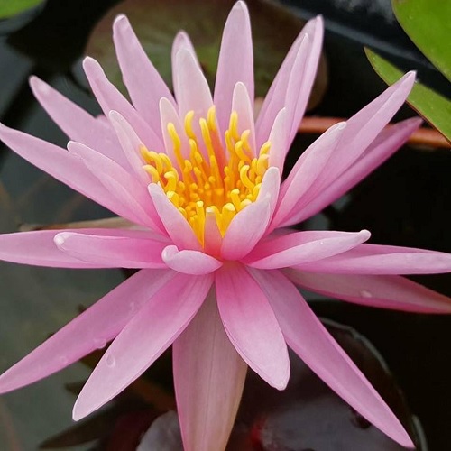 Tropical Day-Blooming Water Lily, Waterlily American Star