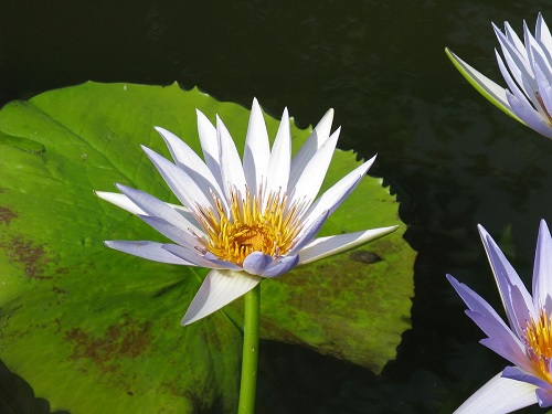 Tropical Day-Blooming Water Lily, Waterlily Astraea