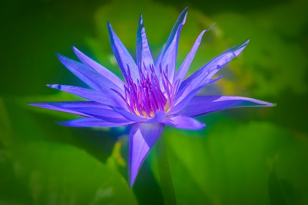 Tropical Day-Blooming Water Lily, Waterlily Azure