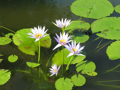 Tropical Day-Blooming Water Lily, Waterlily Azurea