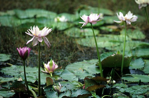 Tropical Day-Blooming Water Lily, Waterlily Billabong