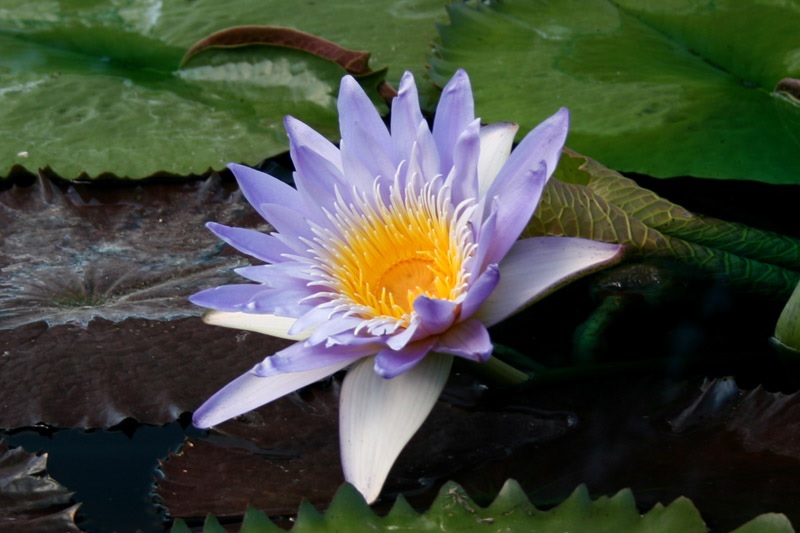 Tropical Day-Blooming Water Lily, Waterlily Blue Anemone