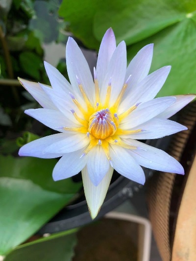 Tropical Day-Blooming Water Lily, Waterlily Blue Bird