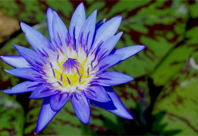 Tropical Day-Blooming Water Lily, Waterlily Blue Spider