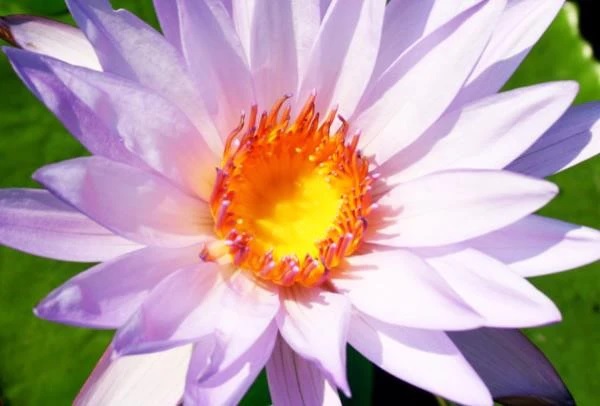Tropical Day-Blooming Water Lily, Waterlily Casey Lee Slocum
