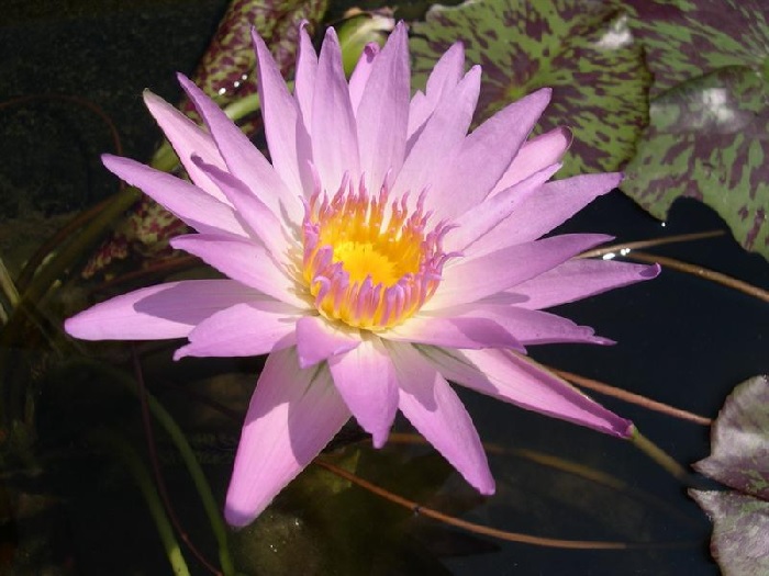 Tropical Day-Blooming Water Lily, Waterlily Choolarp