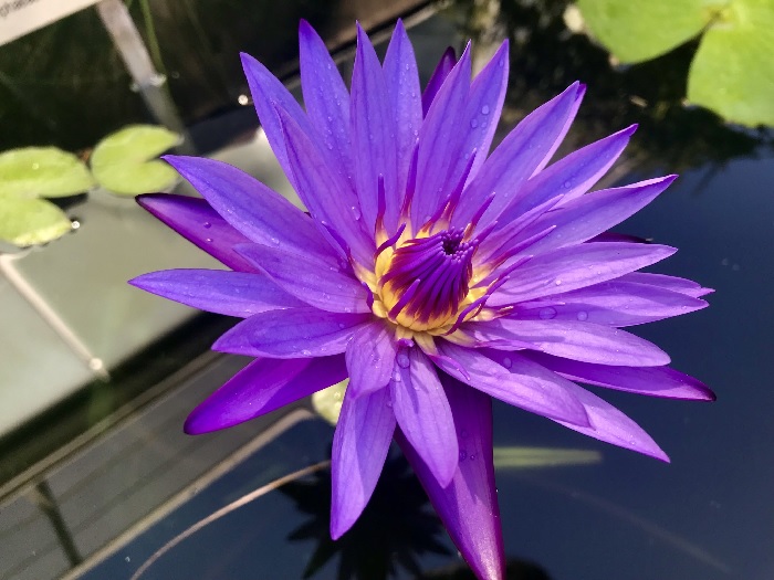 Tropical Day-Blooming Water Lily, Waterlily Dean Edwards