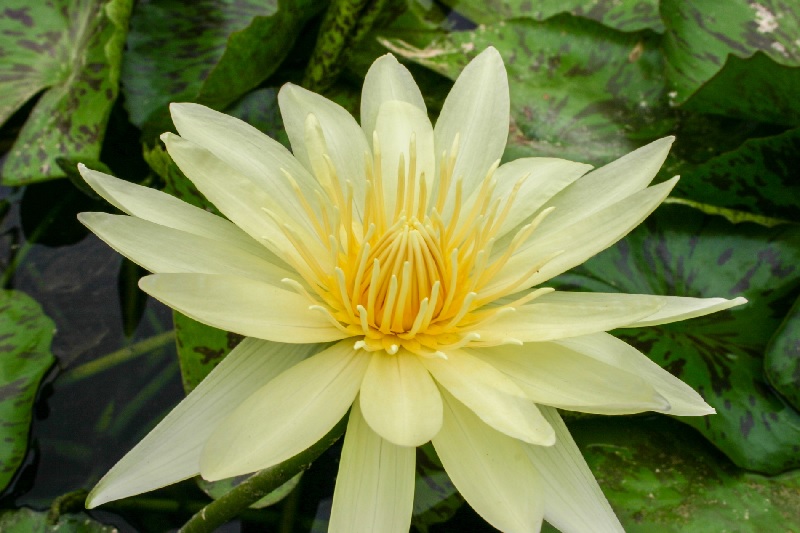 Tropical Day-Blooming Water Lily, Waterlily Eldorado