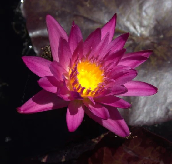 Tropical Day-Blooming Water Lily, Waterlily Fire Glow