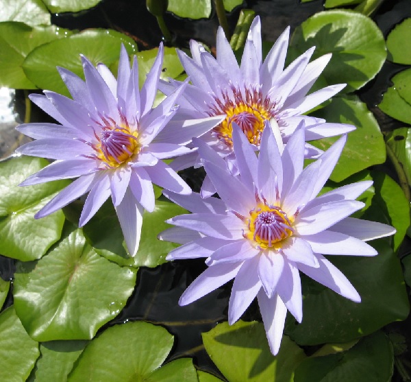 Tropical Day-Blooming Water Lily, Waterlily Heavenly Blue