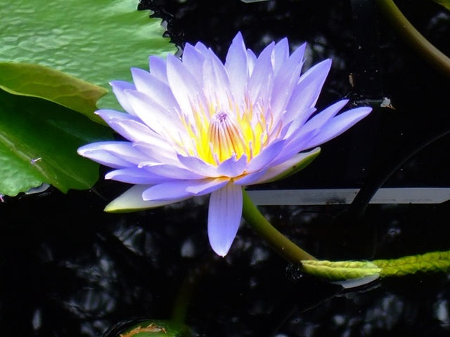Tropical Day-Blooming Water Lily, Waterlily Henry Shaw