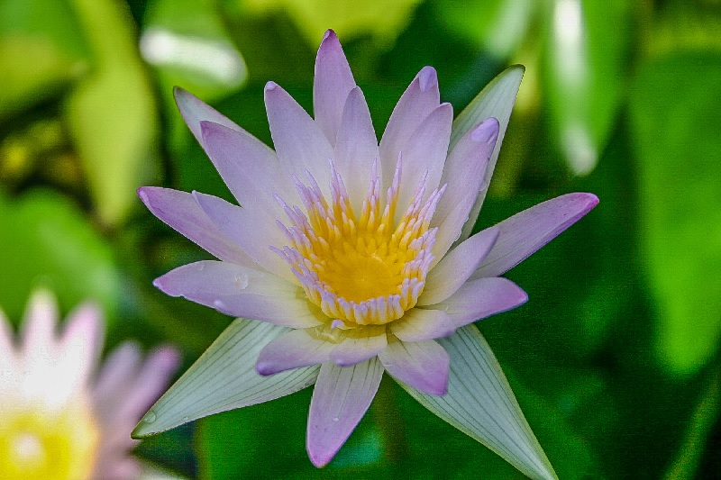 Tropical Day-Blooming Water Lily, Waterlily Hilary