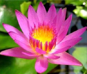 Tropical Day-Blooming Water Lily, Waterlily Independence