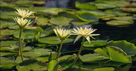 Tropical Day-Blooming Water Lily, Waterlily Ineta Ruth