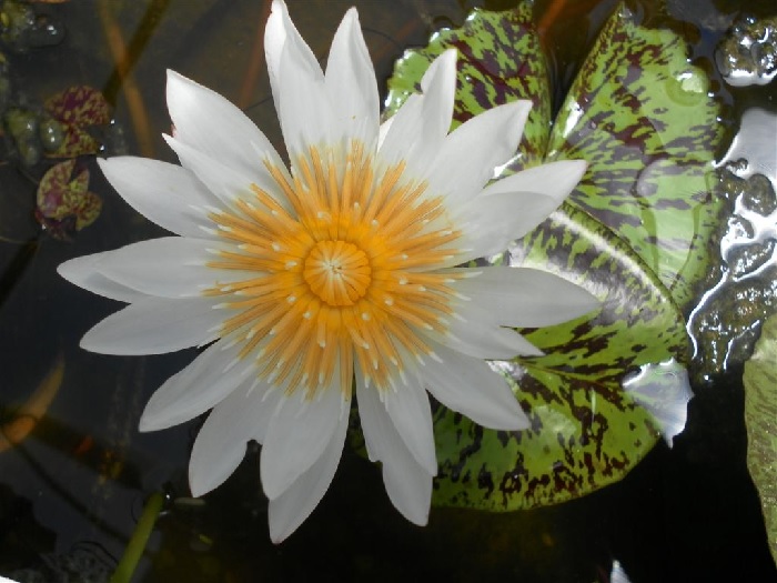 Tropical Day-Blooming Water Lily, Waterlily Janice C. Wood