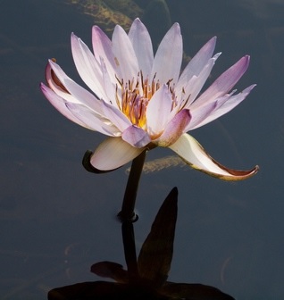 Tropical Day-Blooming Water Lily, Waterlily Jessies Purple Passion