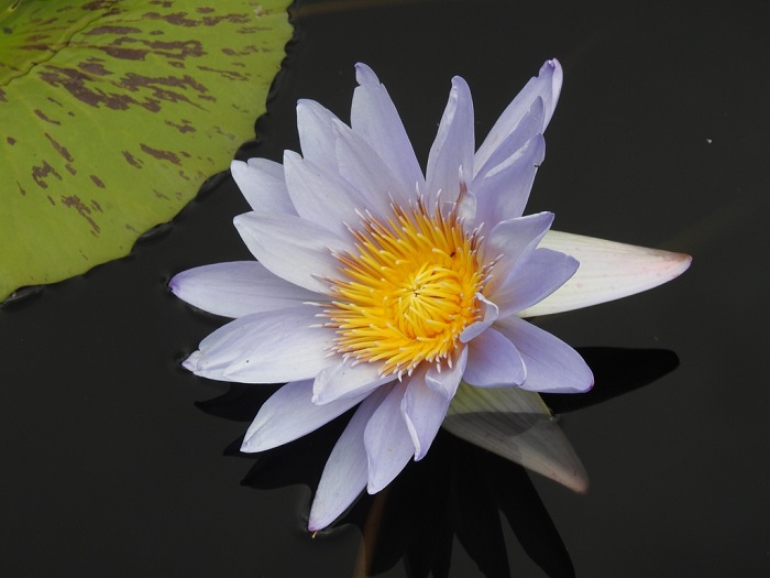 Tropical Day-Blooming Water Lily, Waterlily Joe Cutak