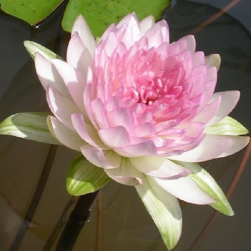 Tropical Day-Blooming Water Lily, Waterlily Jongkolnee