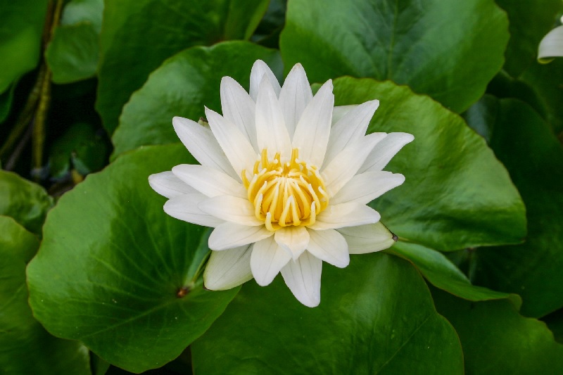 Tropical Day-Blooming Water Lily, Waterlily Josephine