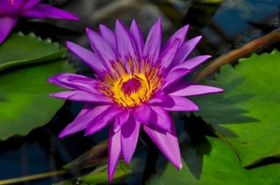 Tropical Day-Blooming Water Lily, Waterlily Judge Hitchcock