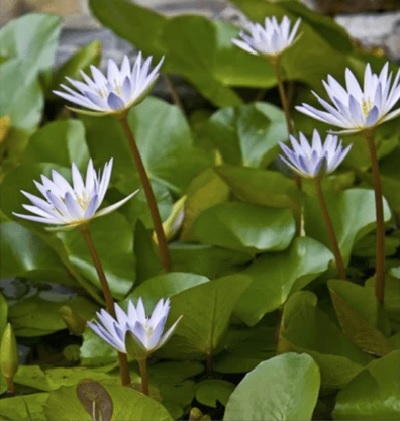 Tropical Day-Blooming Water Lily, Waterlily Khao Thamanoon 1