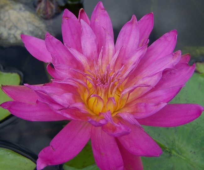 Tropical Day-Blooming Water Lily, Waterlily Larpprasert
