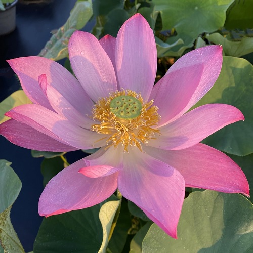 Tropical Day-Blooming Water Lily, Waterlily Lavender Lady