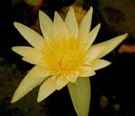 Tropical Day-Blooming Water Lily, Waterlily Louella G. Uber