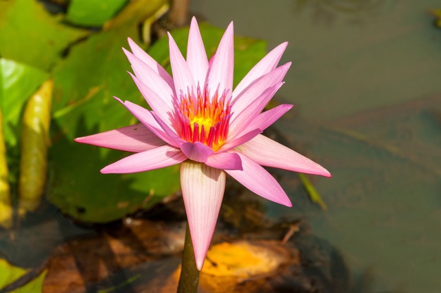 Tropical Day-Blooming Water Lily, Waterlily Margaret Edwards