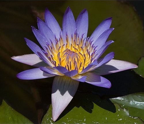 Tropical Day-Blooming Water Lily, Waterlily Margaret Mary