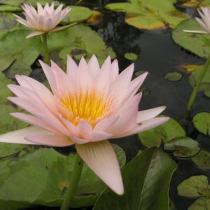 Tropical Day-Blooming Water Lily, Waterlily Marguerite