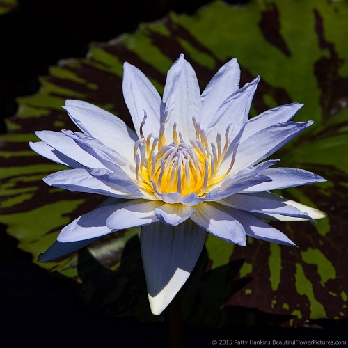 Tropical Day-Blooming Water Lily, Waterlily Marmorata