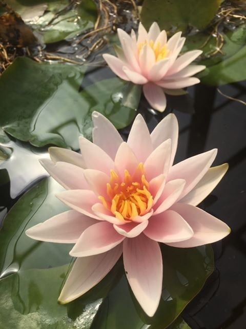 Tropical Day-Blooming Water Lily, Waterlily Martha