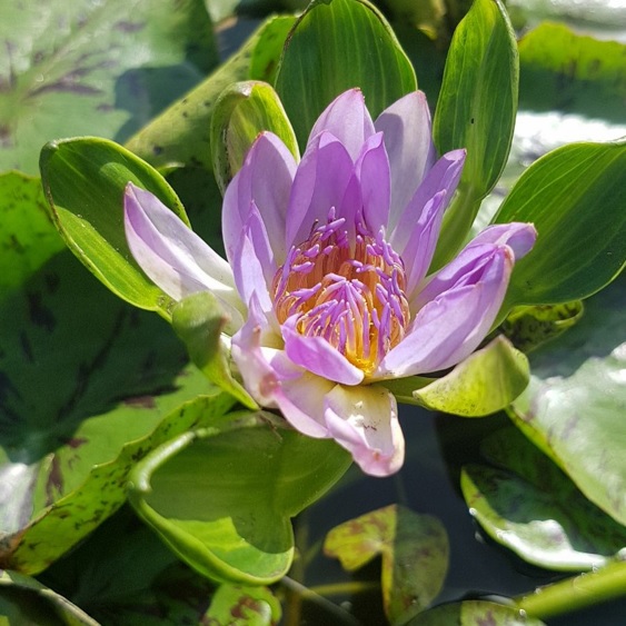 Tropical Day-Blooming Water Lily, Waterlily Nangkwag