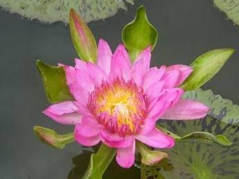 Tropical Day-Blooming Water Lily, Waterlily Nangkwag Pink