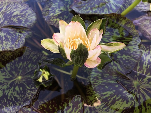 Tropical Day-Blooming Water Lily, Waterlily Nangkwag White