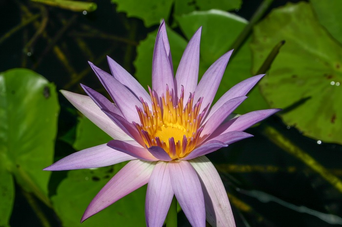 Tropical Day-Blooming Water Lily, Waterlily Orchid Star